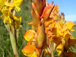 Satyrium coriifolium floral bracts